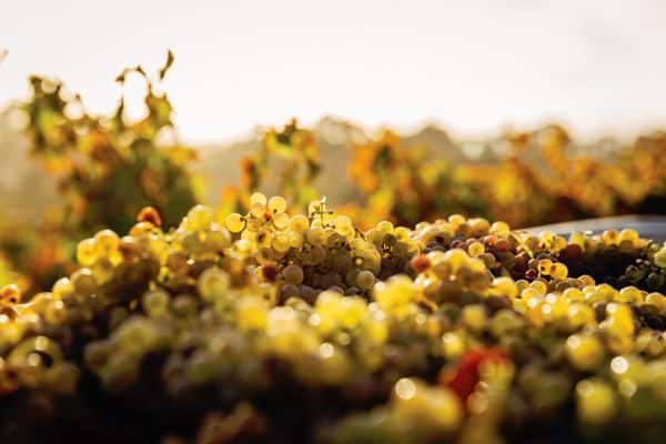 uva da vino