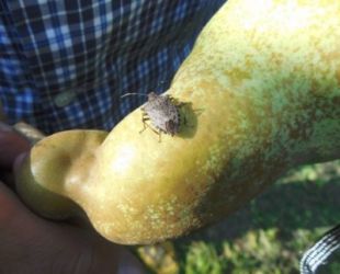 cimice asiatica
