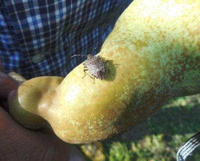 cimice asiatica