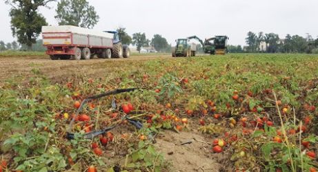 pomodoro