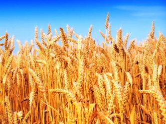 grano